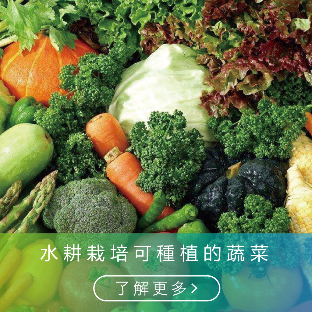 水耕霖 打造您的健康農場 吃自己種的健康菜 才能更安心